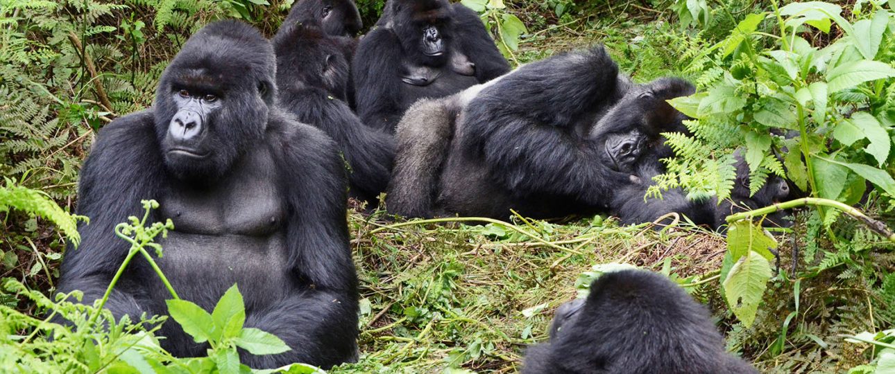 Congo gorillas trekking