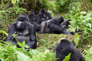 Congo gorillas trekking