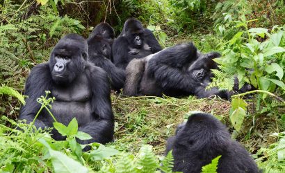 Congo gorillas trekking