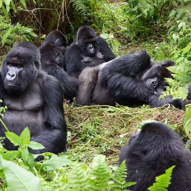 Congo gorillas trekking