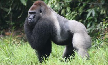 Congo Eastern Lowland Gorillas