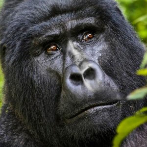 Congo gorillas trekking