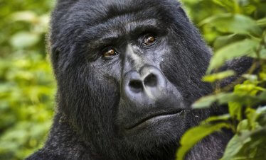 Uganda Gorilla trekking