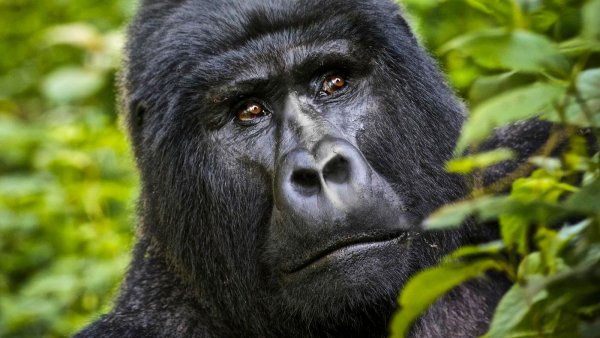 Congo gorillas trekking