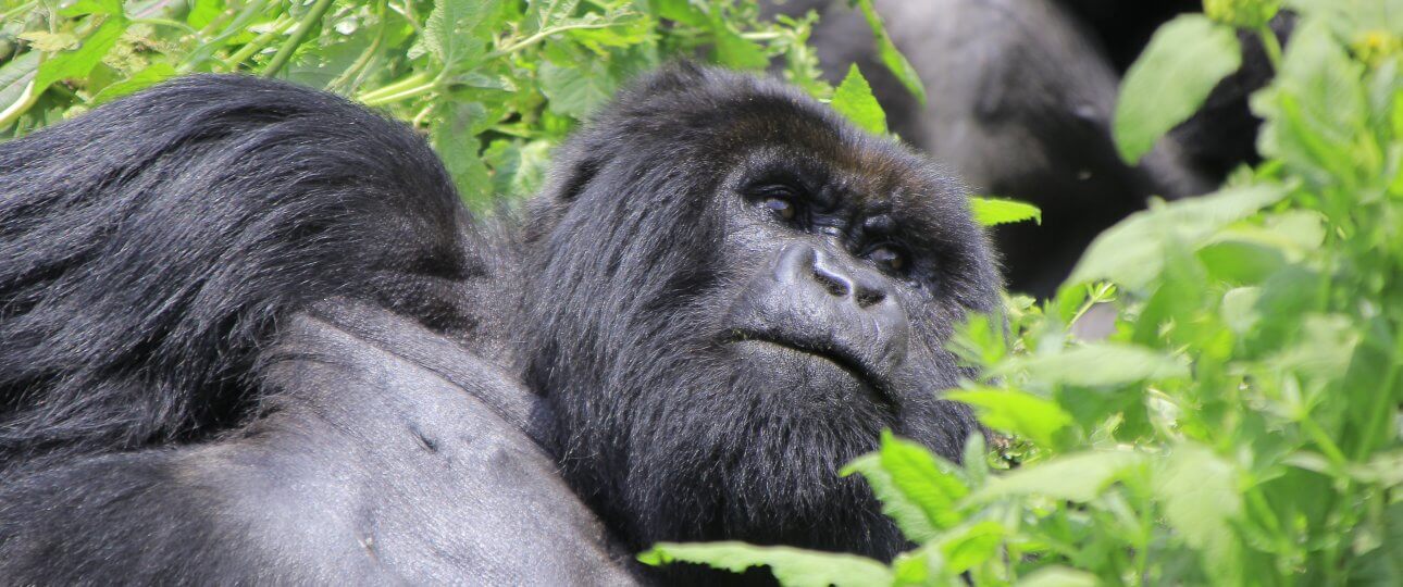 Mountain Gorillas family Congo gorillas trekking