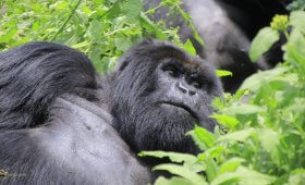 Mountain Gorillas family Congo gorillas trekking