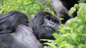 Mountain Gorillas family Congo gorillas trekking