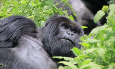 Discounted Mountain Gorilla trekking Congo Safaris