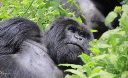 Discounted Mountain Gorilla trekking Congo Safaris