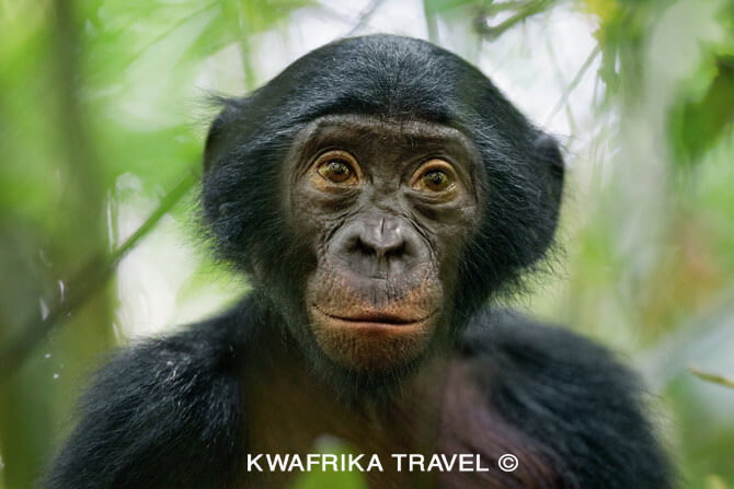 Bonobos in Lola ya Bonobos, one of things to do in Kinshasa 