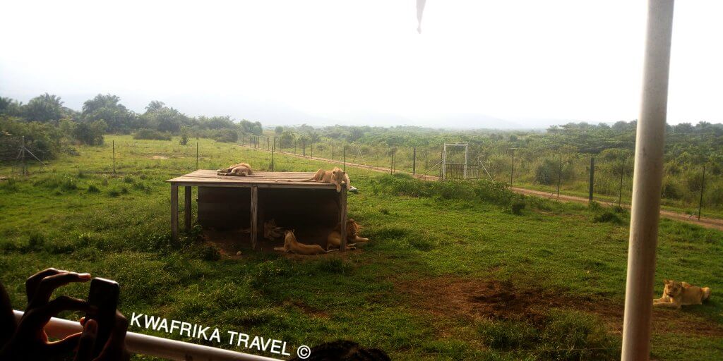 Parc de la Vallée de N'sele, Lions, one of things to do in Kinshasa