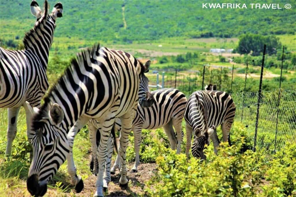 Zebra, Parc de la vallée de Ns'ele one of things to do in Kinshasa