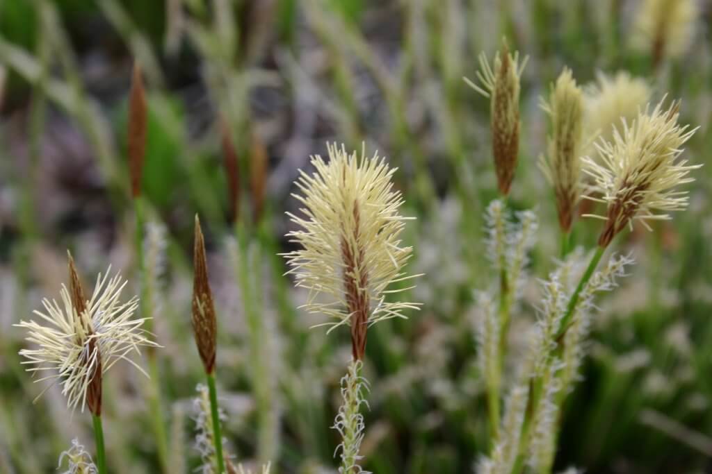 Congo's Rwenzori Mountain, Carex Flowers