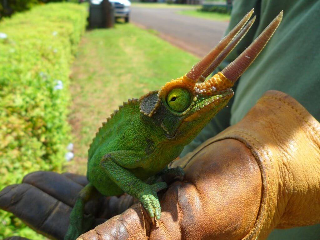 Jackson's chameleon