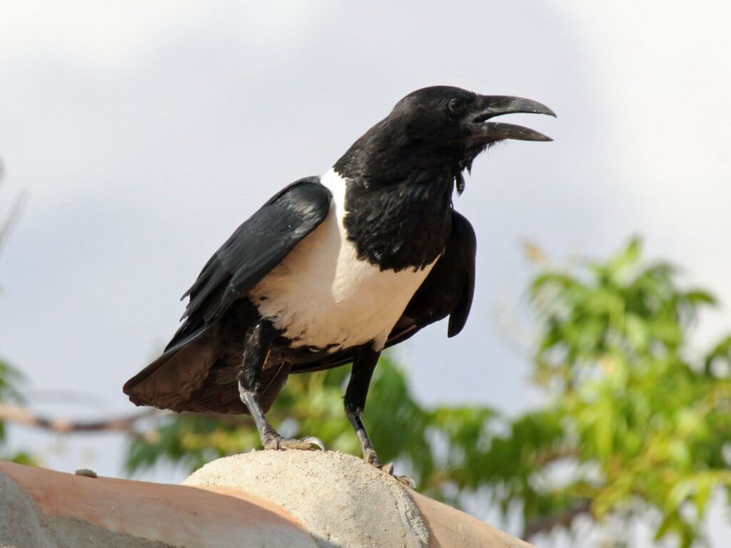 Congo's Rwenzori mountain hiking Pied Crow