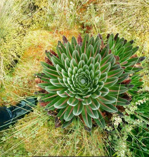 Congo's Rwenzori hiking, vegetation