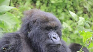 Mountain Gorilla, la ville de Goma, Virunga National Park