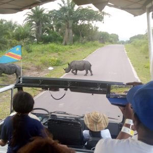 visit kinshasa white rhinos