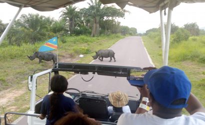 visit kinshasa white rhinos