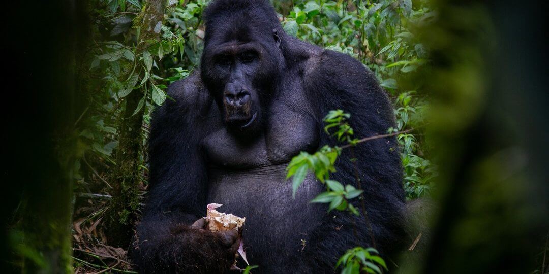 Kahuzi Biega National Park