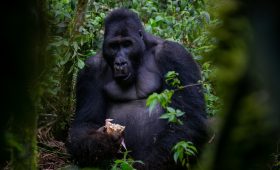 Kahuzi Biega National Park