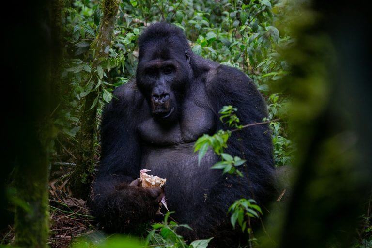 Kahuzi Biega National Park