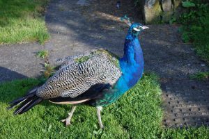 Congo Peafowl Lomami National Park 