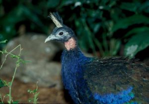 Salonga National Park Congolese peacock