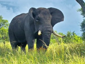 Forest Elephant DR Congo