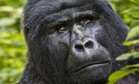 Virunga National Park