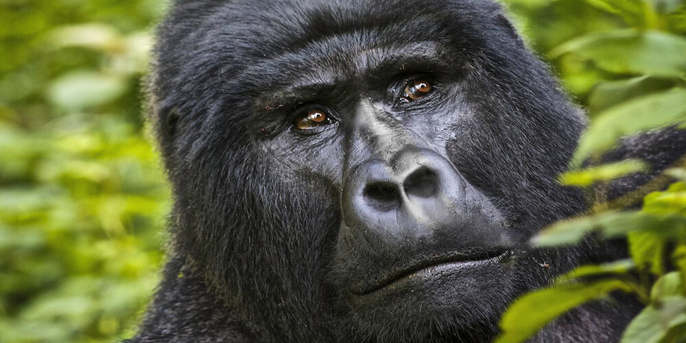 Virunga National Park