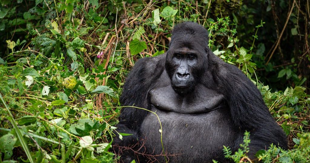 Gorillas in the Democratic Republic of the Congo, Bonane the leader of his family group