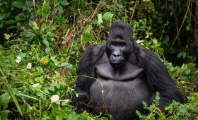 Gorillas in the Democratic Republic of the Congo, Bonane the leader of his family group