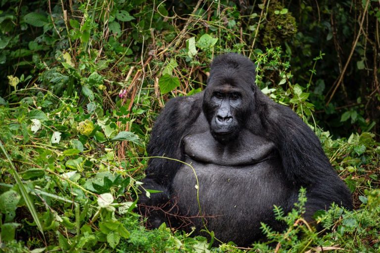 Gorillas in the Democratic Republic of the Congo, Bonane the leader of his family group