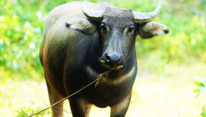 Buffalos in Kundelungu National  Park