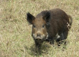 Feral pigs in Garamba Park