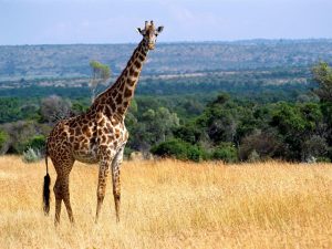 Giraffe in Garamba National Park Congo