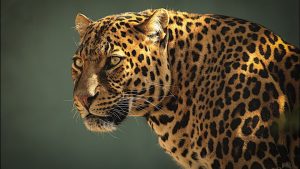 Leopard in Garamba National Park