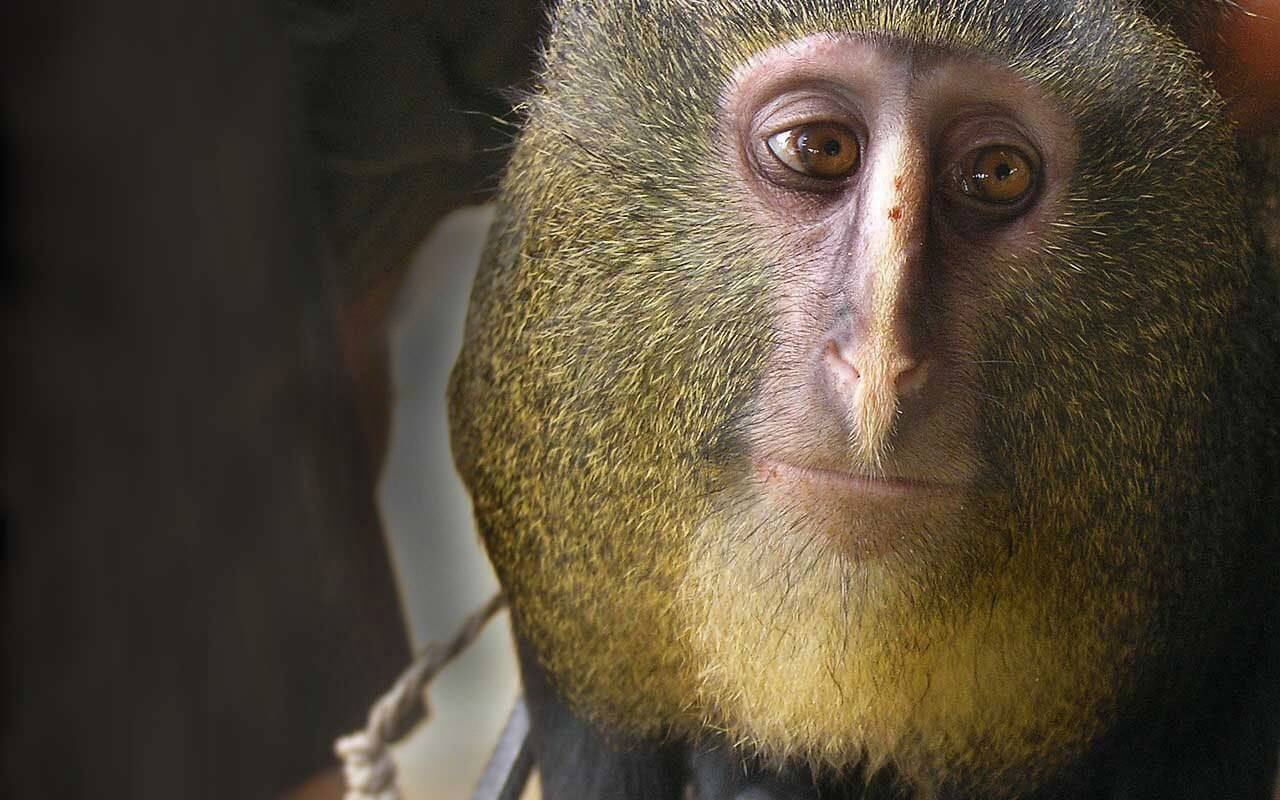 Lomami National Park Congo Kwafrika Travel VisitCongo