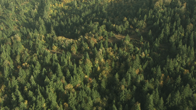 Mangrove National Park, lush forest