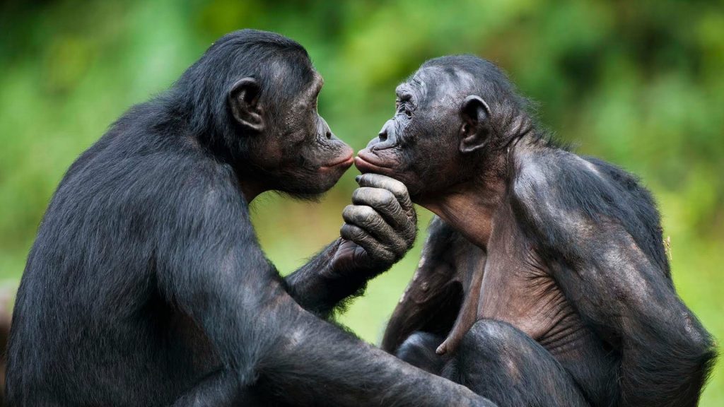 Trekking Bonobos in the wild DR Congo
