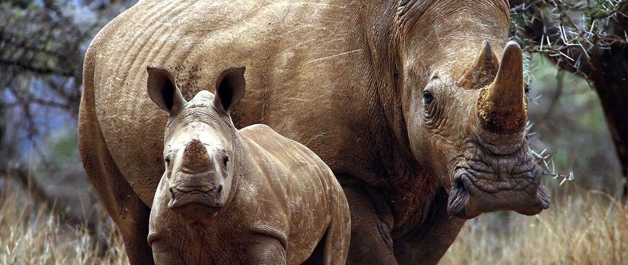 Garamba National Park White Rhinos