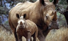 Garamba National Park White Rhinos