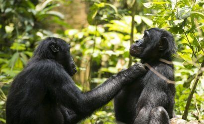 visit bonobos in the wild