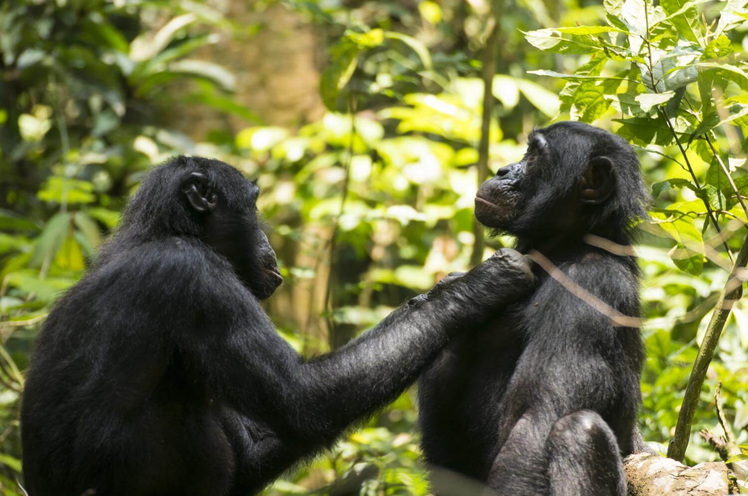 Visit Bonobos in the wild, Join our 1016th July 2024 group tour