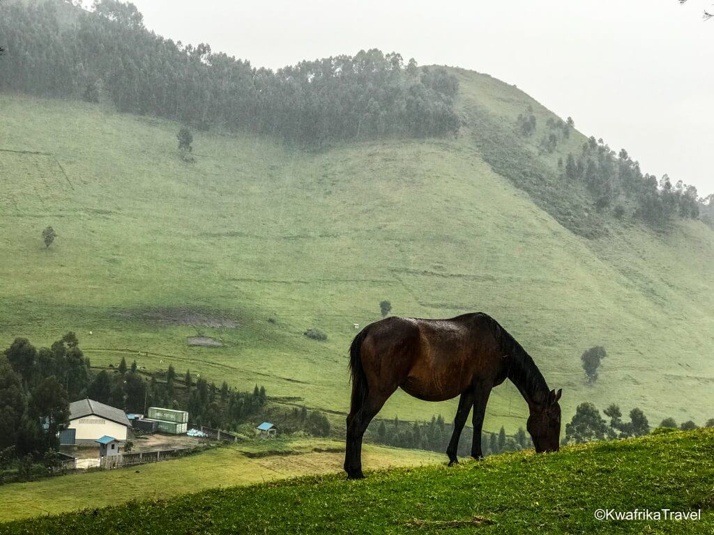 Ferme de Maman Rica à Mushaki Masisi VisitCongo