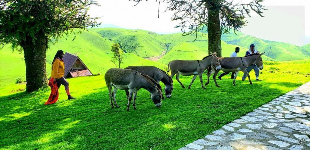 Visit Rushengo farmhouse in Masisi