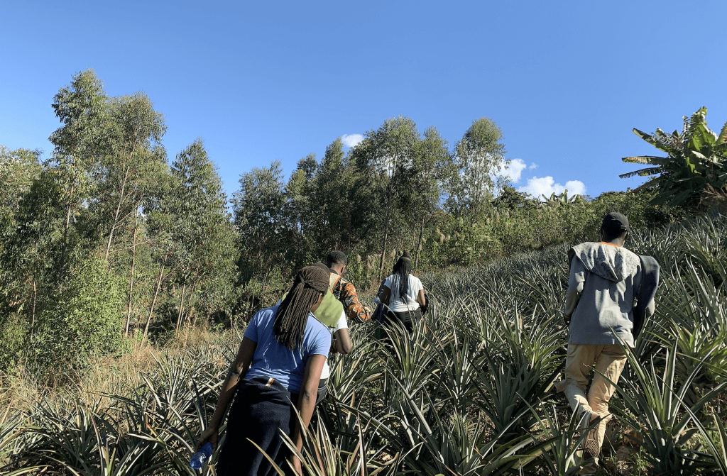 Visiter Idjwi: Plantations d'ananas