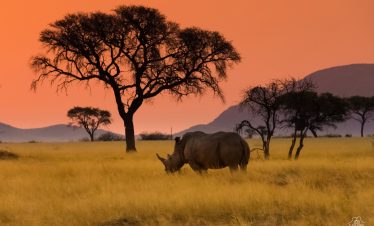 10‑Day Tanzania Safari: Tarangire, Serengeti, Ngorongoro & Lake Manyara Wildlife Adventure / Savanna