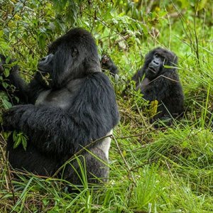 Rwanda Gorilla trekking